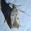 Borkhausenia nefrax